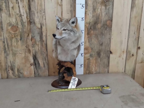 Beautiful Coyote Bust Pedestal Taxidermy Mount