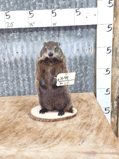 Woodchuck Groundhog Full Body Taxidermy Mount