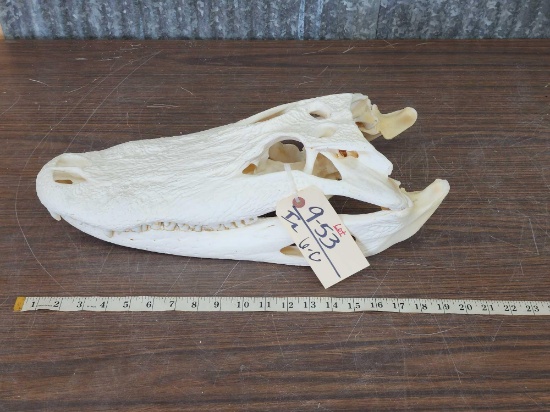 Alligator Skull Taxidermy
