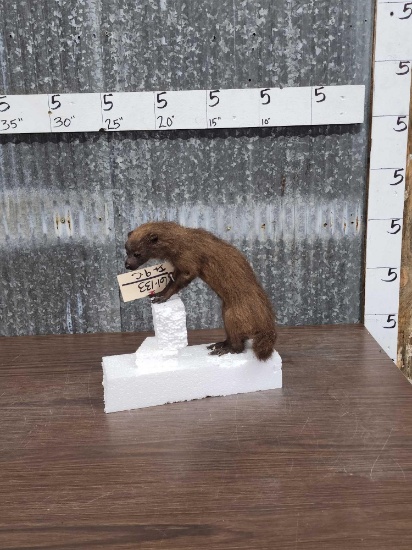 Mongoose Full Body Taxidermy Mount