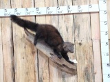 Fisher Full Body Taxidermy Mount