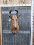 Lichtenstein Hartebeest Shoulder Mount Taxidermy