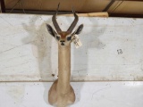 Eastern African Gerenuk Shoulder Mount Taxidermy