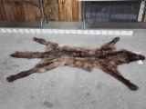 HUGE Alaskan Black Wolf Tanned Fur Taxidermy