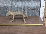 Iguana Full Body Taxidermy Mount