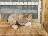 Lynx Full Body Taxidermy Mount