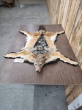 African Black Back Jackal Rug Taxidermy