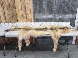 Alaskan Wolf Soft Tanned Fur Taxidermy