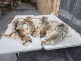 4 Coyote Tanned Furs Taxidermy