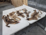 5 Bobcat Tanned Furs Taxidermy