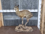 African Klipspringer Antelope Full Body Taxidermy Mount