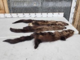 3 Fisher Cat Tanned Furs Taxidermy