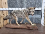 Coyote Full Body Taxidermy Mount