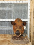 HOGZILLA Wild Boar Hog Table Top Pedestal Taxidermy