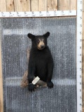 Juvenile Black Bear Half Body Taxidermy Mount