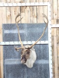 Nice Caribou Shoulder Mount Taxidermy