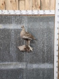 Sage Grouse Full Body Bird Taxidermy