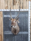 African Waterbuck Shoulder Mount Taxidermy