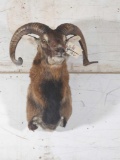 Corcican Ram Sheep Shoulder Mount Taxidermy
