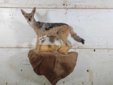 African Black Back Jackal Full Body Taxidermy Mount