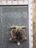 Porcupine In A Den Half Body Taxidermy Mount