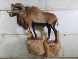 Corcican Ram Sheep Full Body Taxidermy Mount