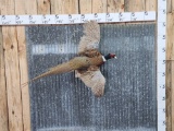 Ringneck Pheasant In Flight Bird Taxidermy