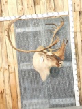 Caribou Shoulder Mount Taxidermy