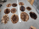 11 Big Tanned Beaver Furs Taxidermy