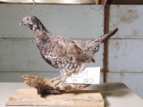 Spruce Grouse Full Body Bird Taxidermy