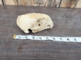 African Otter Skull
