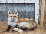 Red Fox Laying Down Full Body Taxidermy Mount