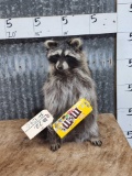 Raccoon Eating M&Ms Full Body Taxidermy Mount