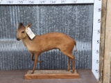 African Bay Duiker Full Body Taxidermy Mount