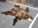 Alaskan Grizzly Bear Tanned Fur Taxidermy
