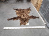 Alaskan Grizzly Bear Tanned Fur Taxidermy