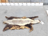 African Honey Badger Tanned Fur