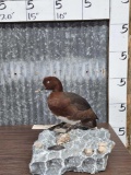 Ferruginous Pochard Full Body Bird Taxidermy