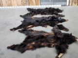 3 Black Bear Tanned Furs