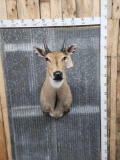 Indian Nilgai Shoulder Mount Taxidermy