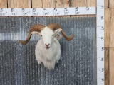 Texas Dall Ram Sheep Shoulder Mount Taxidermy