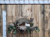 African Genet Cat Full Body Taxidermy Mount