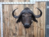 African Cape Buffalo Shoulder Mount Taxidermy