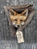 Red Fox In A Den Taxidermy