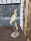 Squacco Heron Full Body Bird Taxidermy