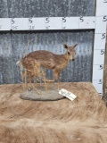 Royal Antelope Full Body Taxidermy Mount