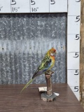 Eastern Rosella Full Body Bird Taxidermy