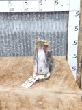 Back Packing Squirrel Full Body Taxidermy Mount