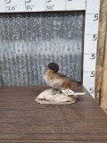 Maccoa Duck Full Body Bird Taxidermy