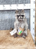 Raccoon Eating Peanut butter Taxidermy